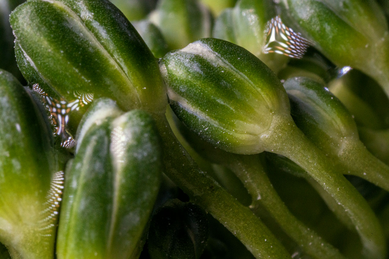 A close up image of broccoli florets.