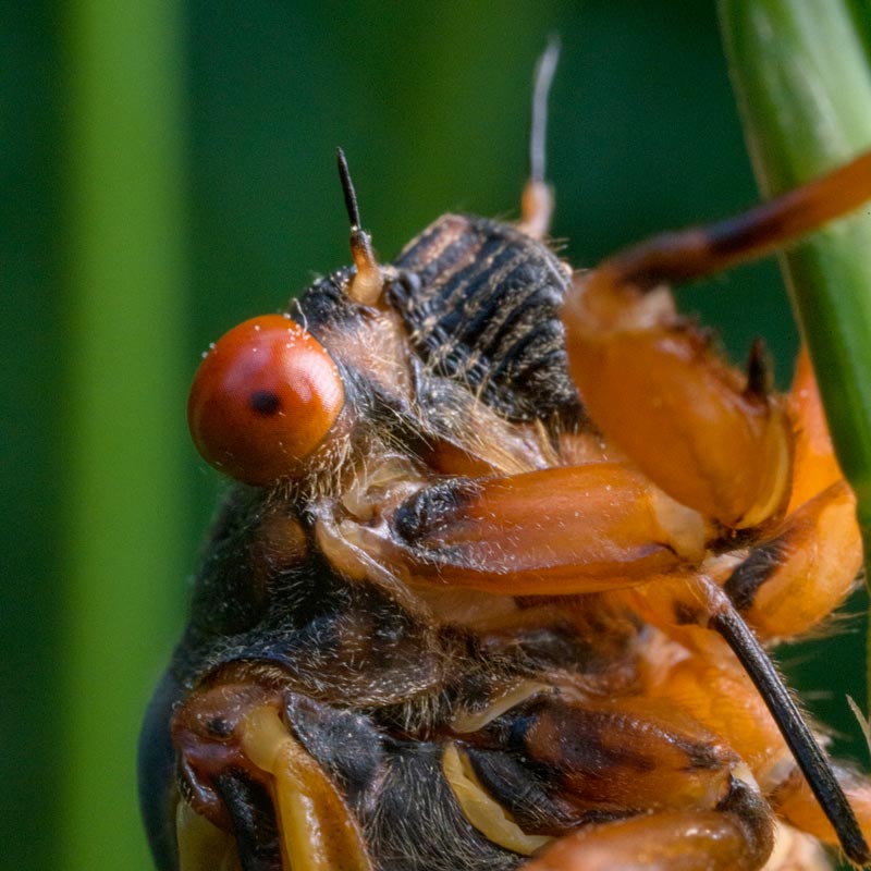 A close up image of brood x cicada.