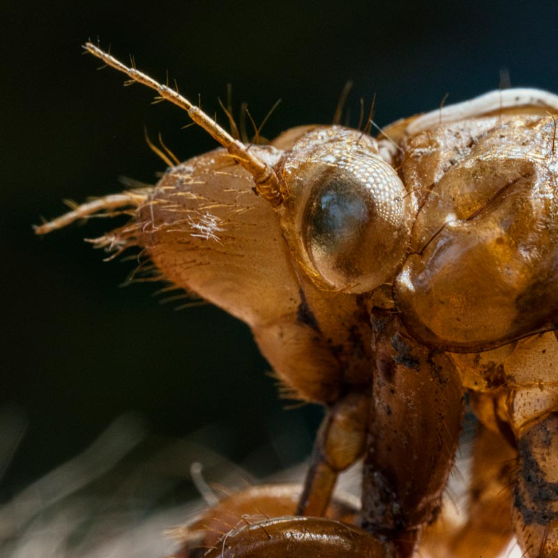 A close up image of a brood x cicada shell on a black background.