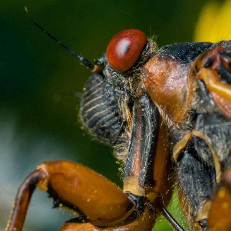 Close up of a brood x cicada.