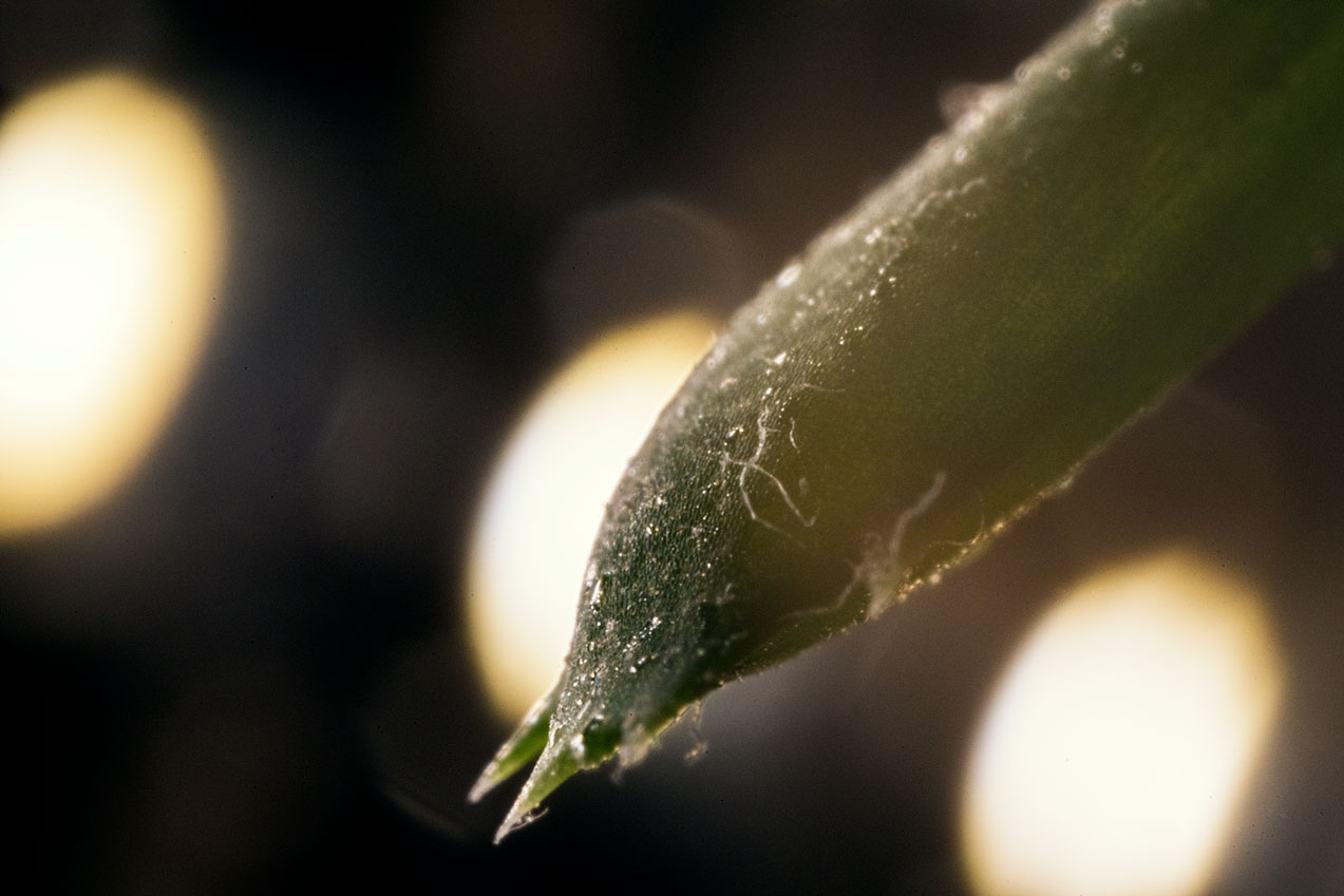 A close up photo of the end of a succulent leaf.