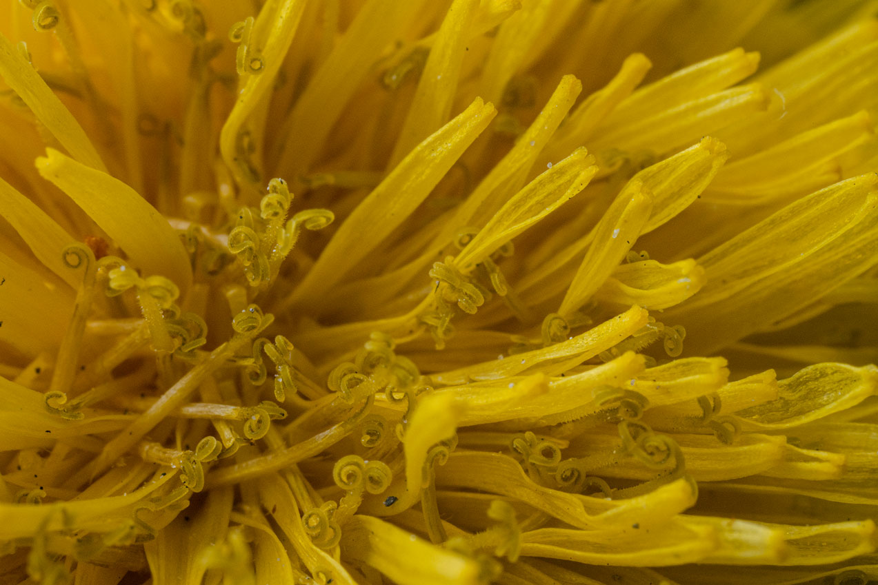 A close up image of dandelion petals.