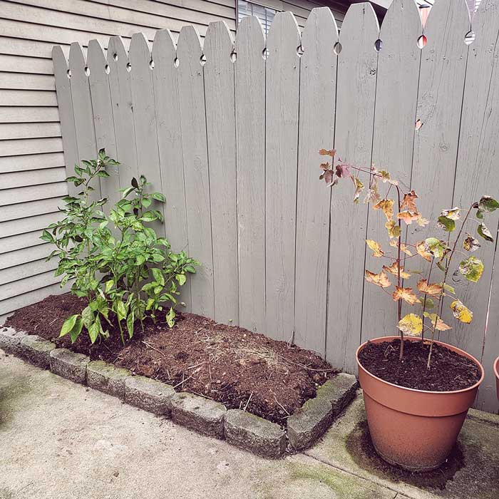 A small garden with a couple plants.