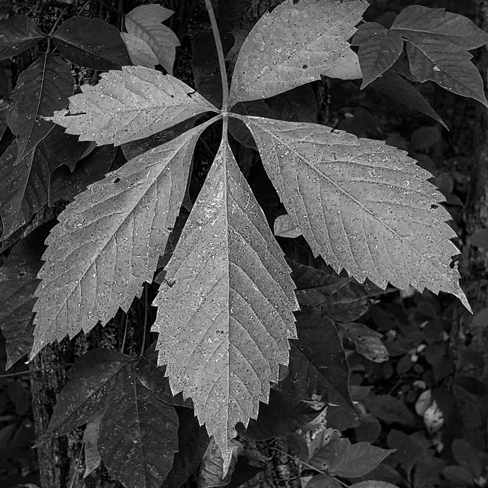 Black and white leaf.