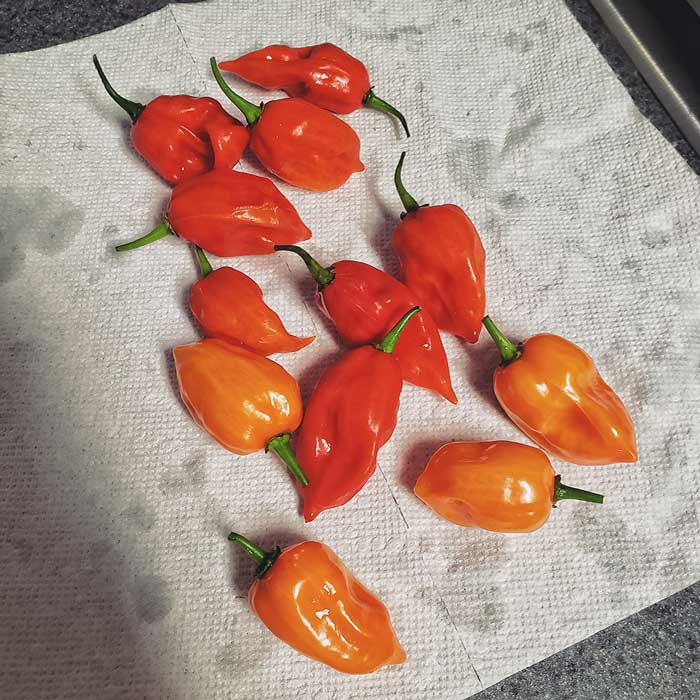A hand full of habaneros on a paper towel.
