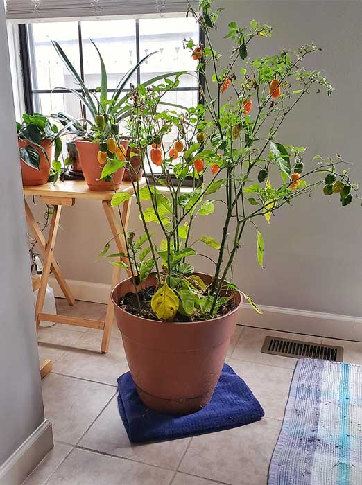 A pepper plant set up indoors.