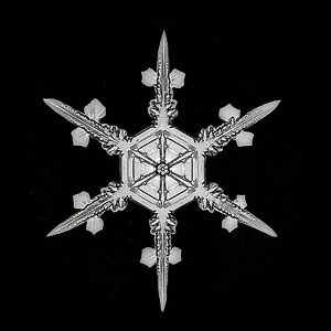 A close up image of a pointed snowflake taken by Wilson Bentley.