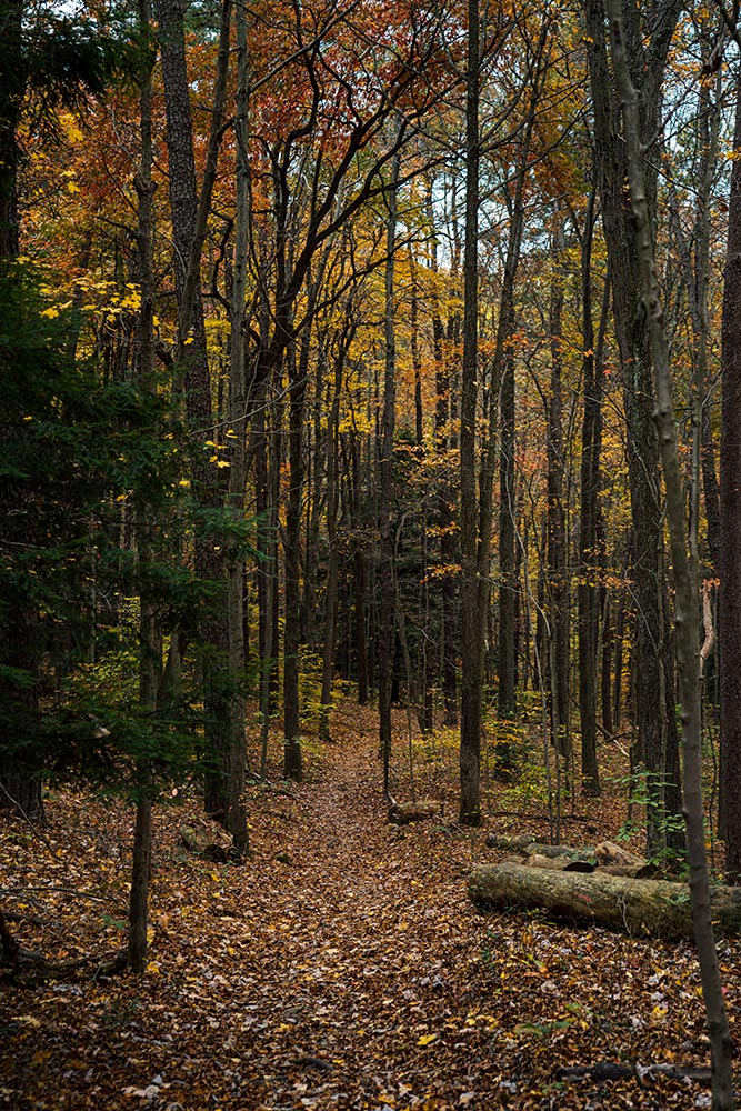 A passage through a thick autumn woods.