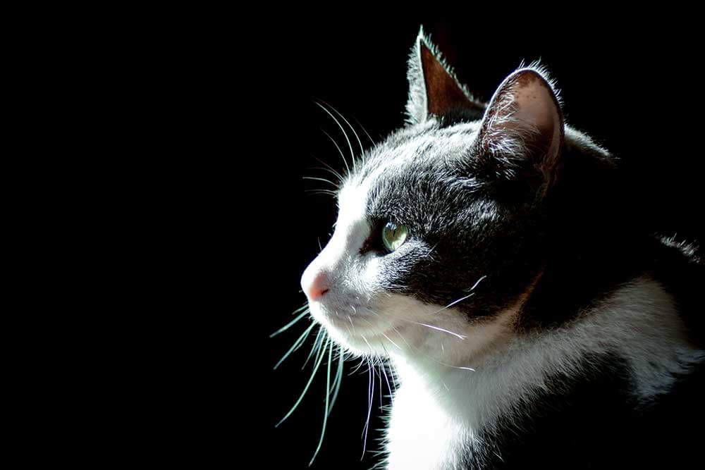 Dramatic side photo of a cats face on a dark background.