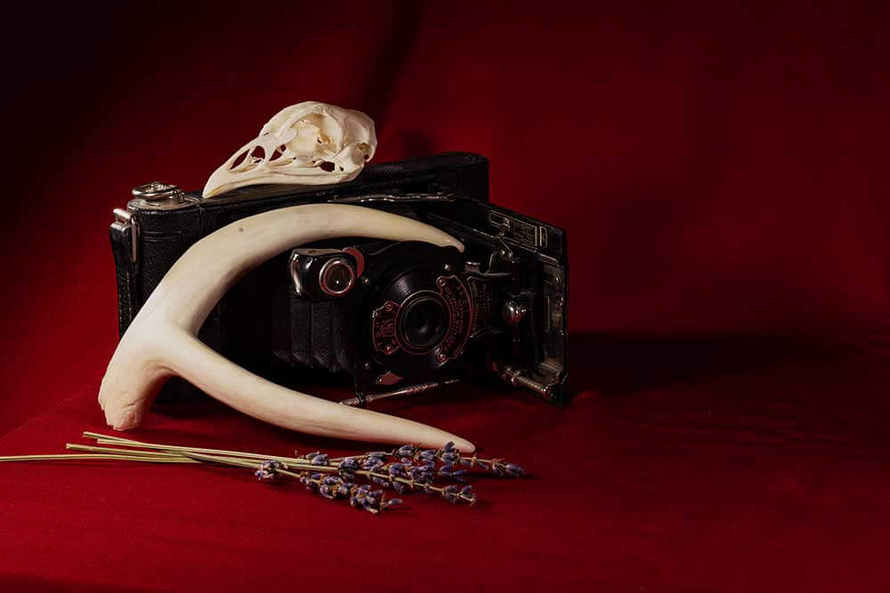 An old camera, bird skull, deer antler and some lavender are layed out on a deep red fabric.